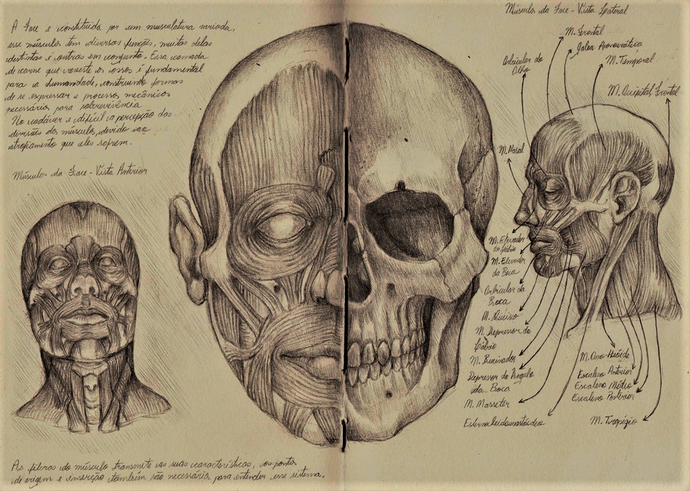 Anatomia Artística - Módulo I